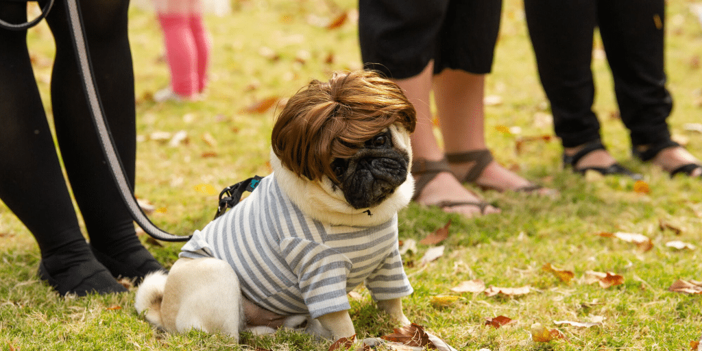 Halloween Pooch Party at Cheekwood, Nashville