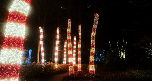 The 10th annual Holiday LIGHTS at Cheekwood