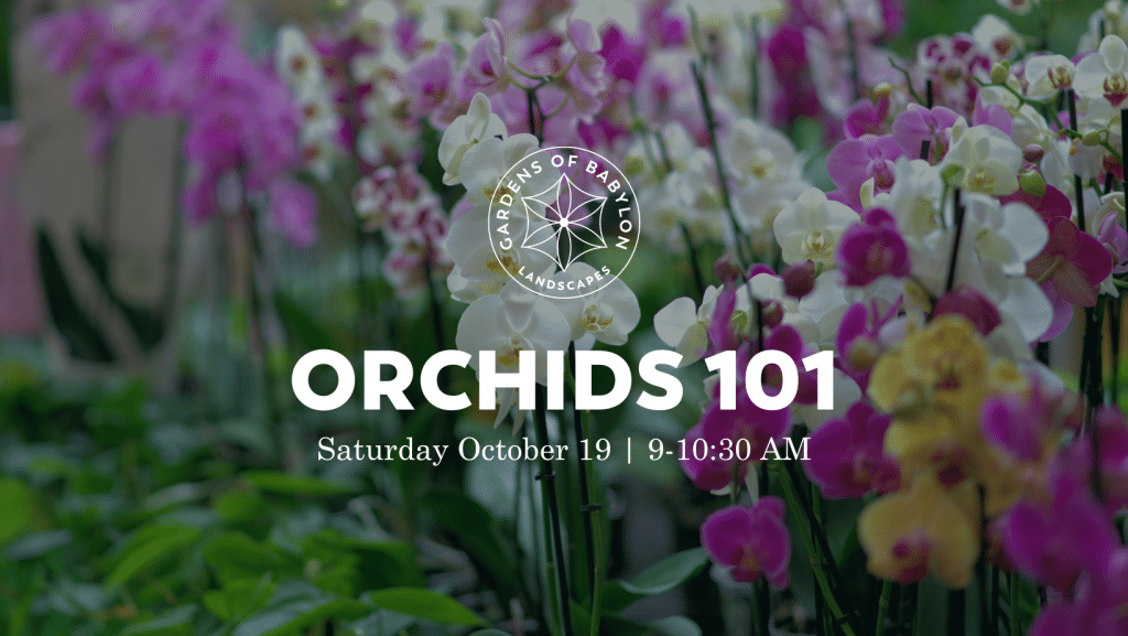 Orchids 101, Gardens of Babylon Nashville