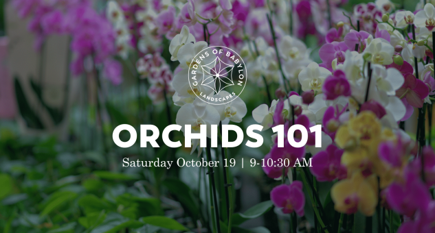 Orchids 101, Gardens of Babylon Nashville