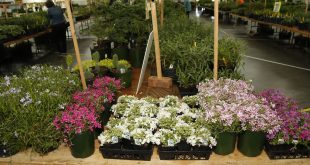 Perennial Plant Society Annual Plant Sale, Nashville